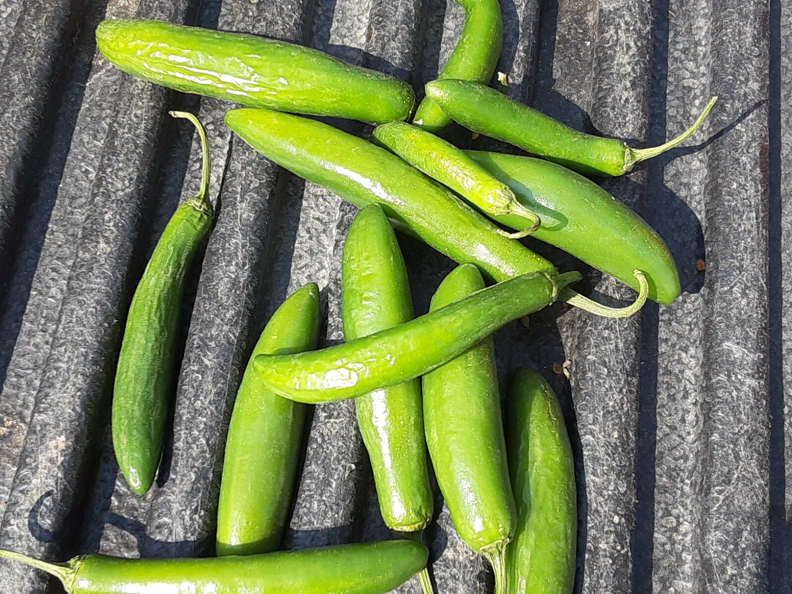 “Motown Magic” Hot Chili Pepper Seeds x30 MIX – Michigan Grown! Organic, Non-GMO