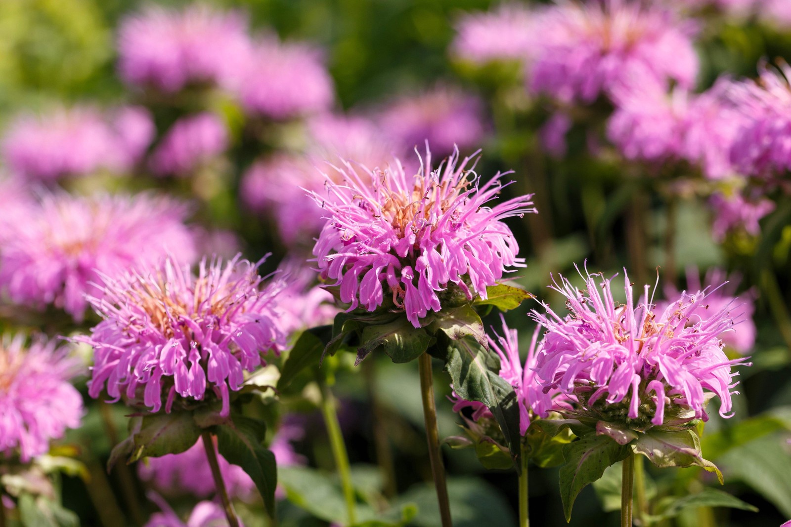 25 BEE BALM MIX Lemon Hummingbird Mint Monarda Didyma Mixed Colors Flower Seeds