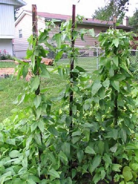 Blue Lake Pole 274 Snap Bean Seeds, Heirloom Seeds – NON GMO,