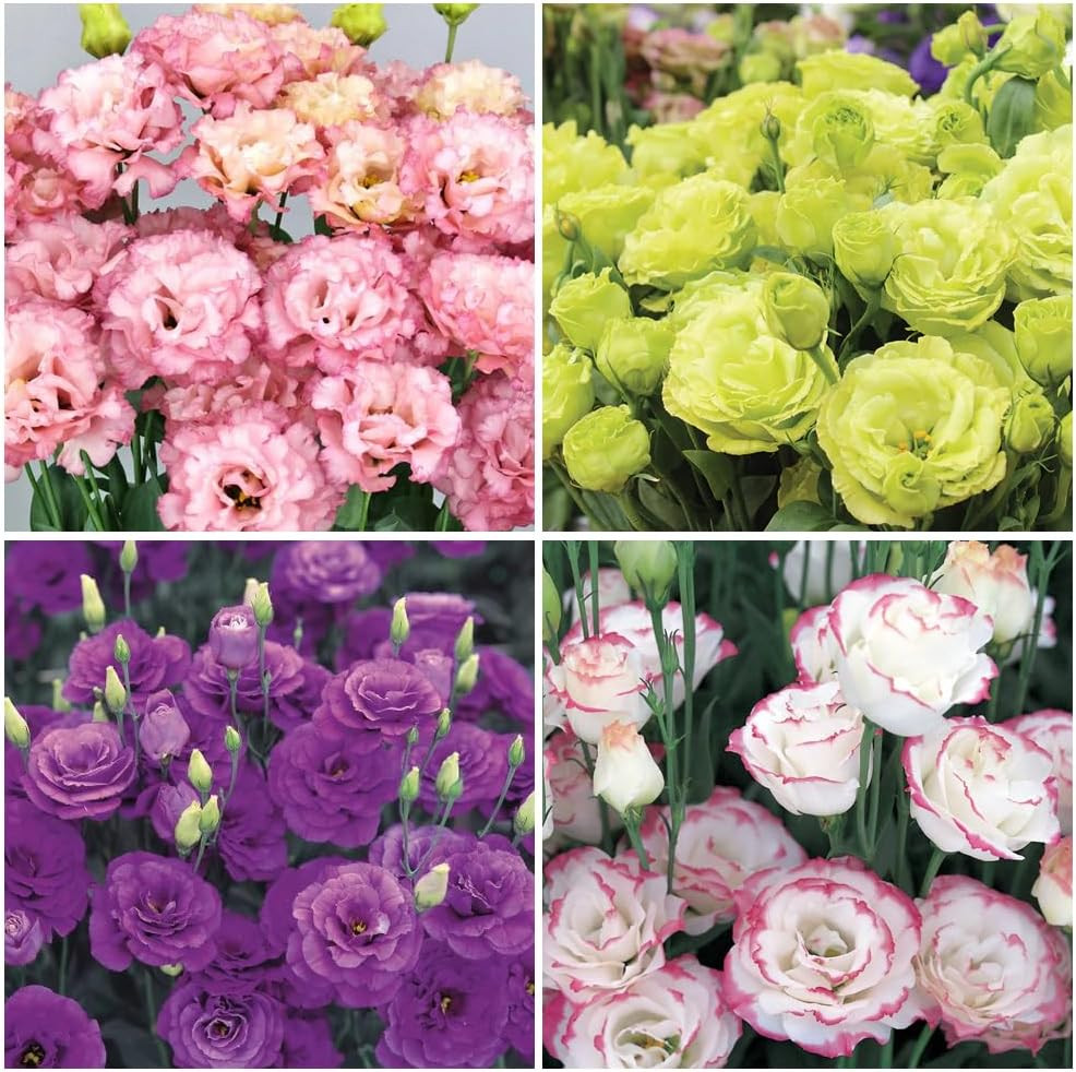 300+Mixed Lisianthus Flower Seeds for Planting Outdoor-Perennial Eustoma Cut Flo