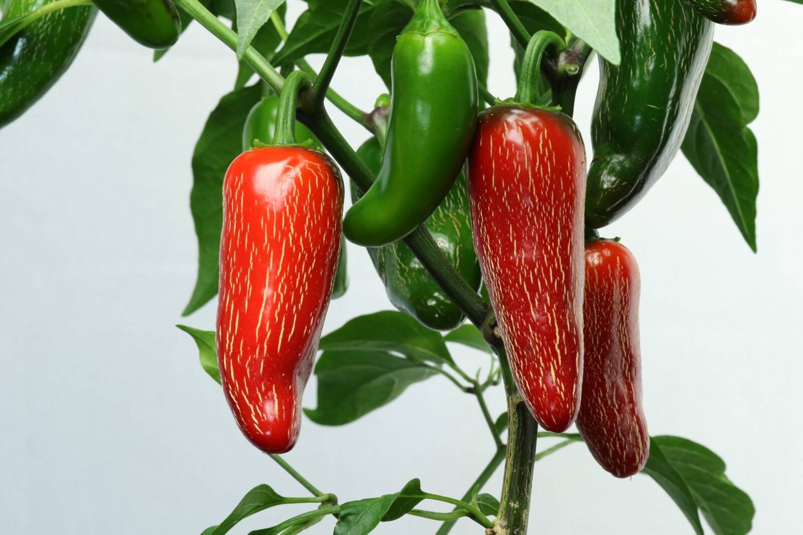 100+ EARLY Jalapeno Pepper Chille Seeds — HEIRLOOM — NON GMO — FRESH
