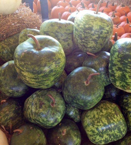Lagenaria siceraria | Hard-shelled Gourd | Calabash | Tinda Gourd Apple | 5 See