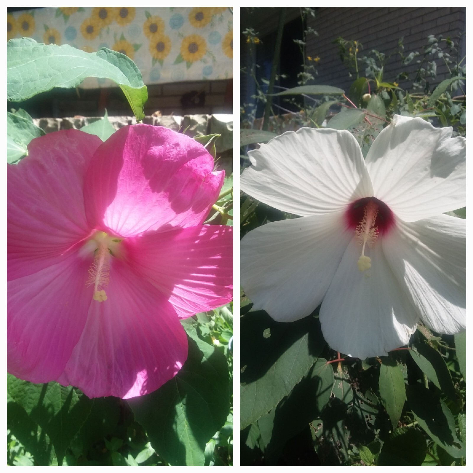 25 WHITE & PINK HIBISCUS SEEDS MIX Perennial Flower