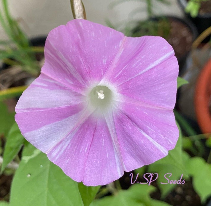 Pink Blizzard – Japanese Morning Glory – ipomoea NIL – 6 seeds – NEW