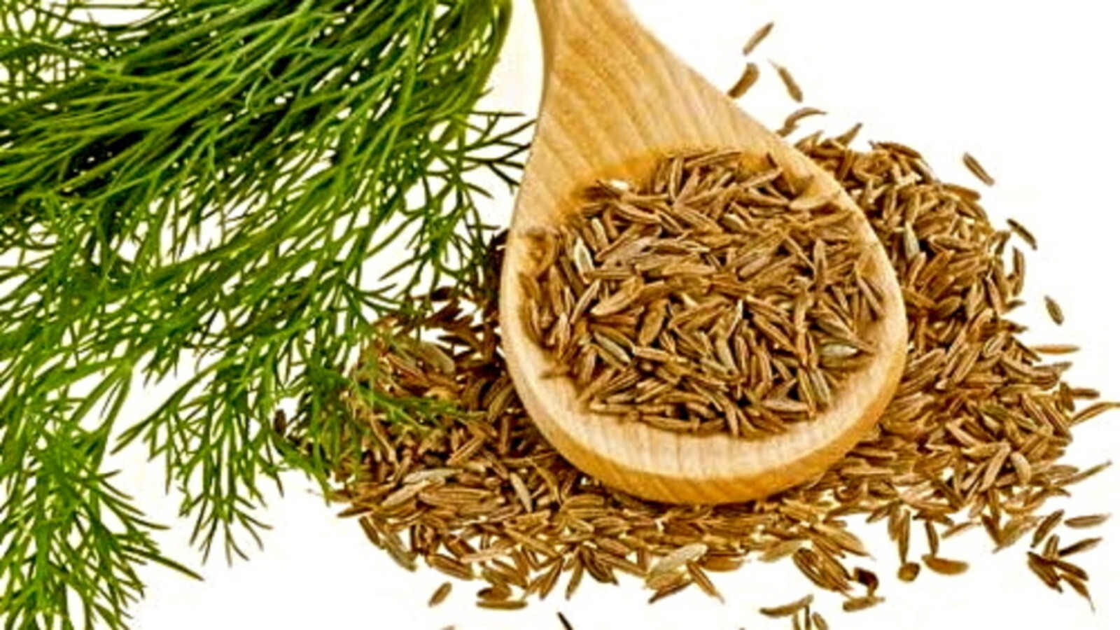Organic Cumin {Cuminum cyminum} Culinary Grade | Annual | 50+ seed Free Shipping