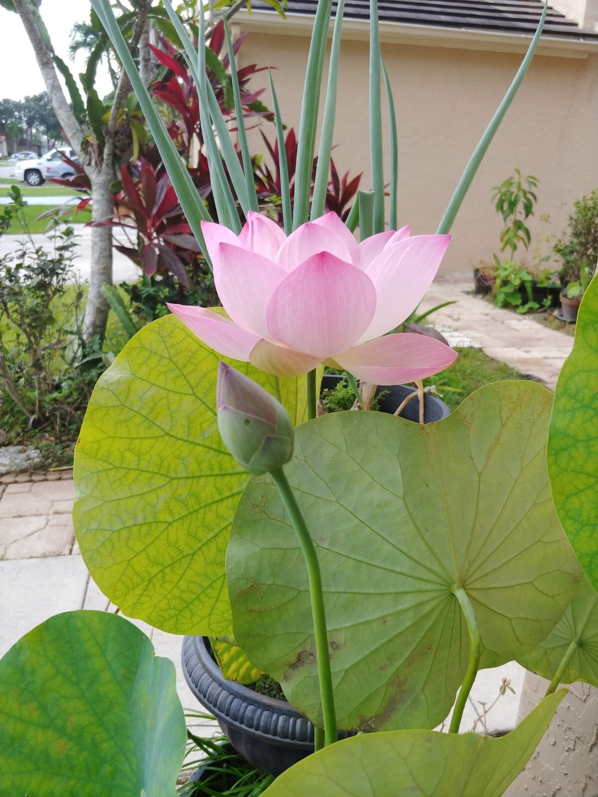 Organic Water Lily / Lotus Seeds