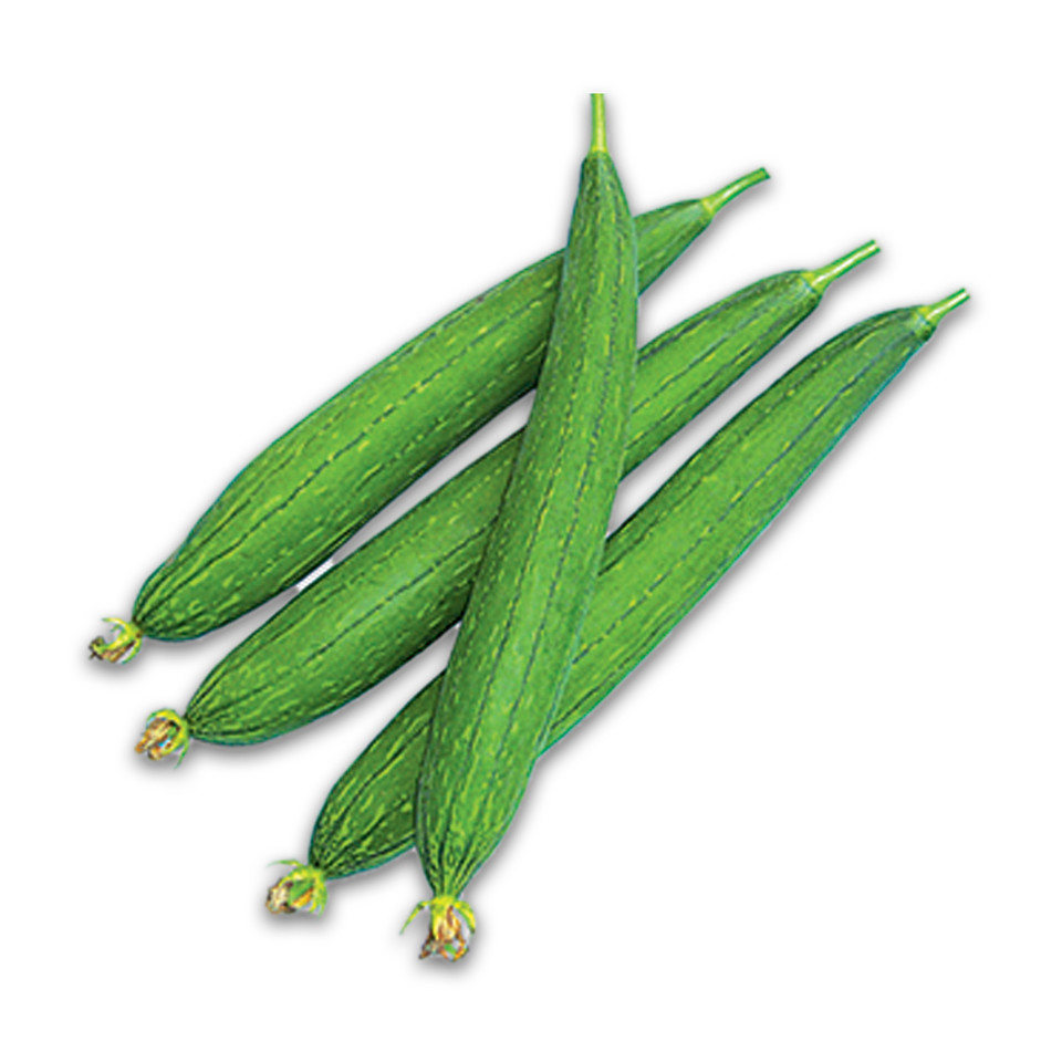 Luffa Gourd – Loofah Sponge Seeds -Hột Mướp Hương – Organic NON-GMO, 2024 Season