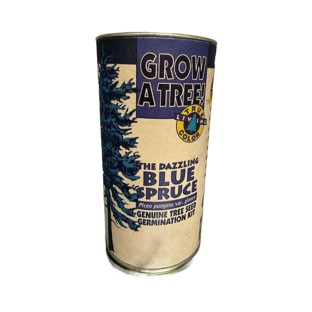 Blue Spruce Germination Kit Easy Grow Cold Resistant Outdoor Plant