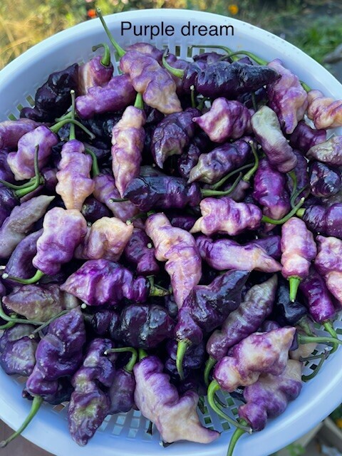 100+ Random SUPERHOT Pepper Seeds Individually Labeled Over 40 Different Kinds