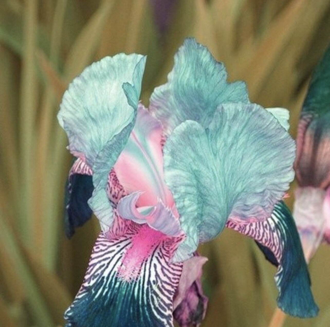 US Seller Multi-Varieties Iris Seeds, Heirloom Iris, Mixed seeds 25pcs/pack