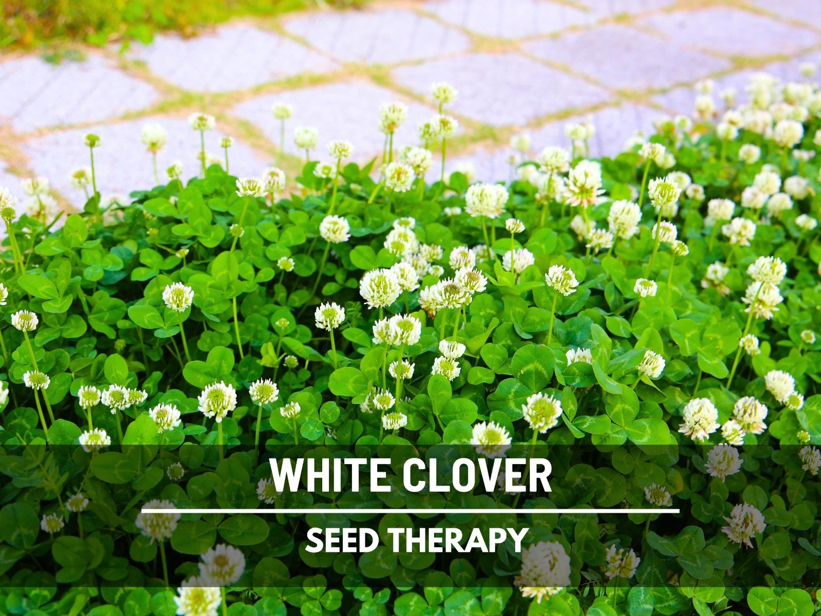 White Clover (Irish Clover) Seeds – Perennial Lawn Alternative, Pollinator