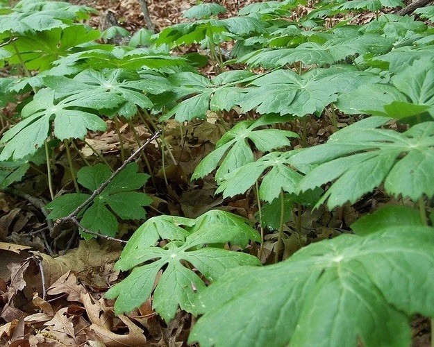 15 Mayapple Rhizome Live Bare Roots For Transplanting (Podophyllum Peltatum)