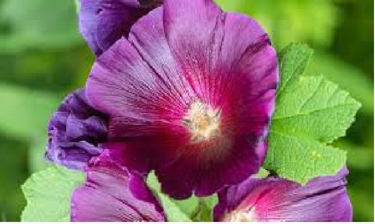 Hollyhock Biennial All Mixed Colors 50 Seeds USA Seller Home Grown USA