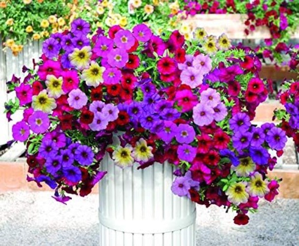 25 Pack Heirloom Flower Seeds – Colorful Varieties for Spring to Fall Bloom