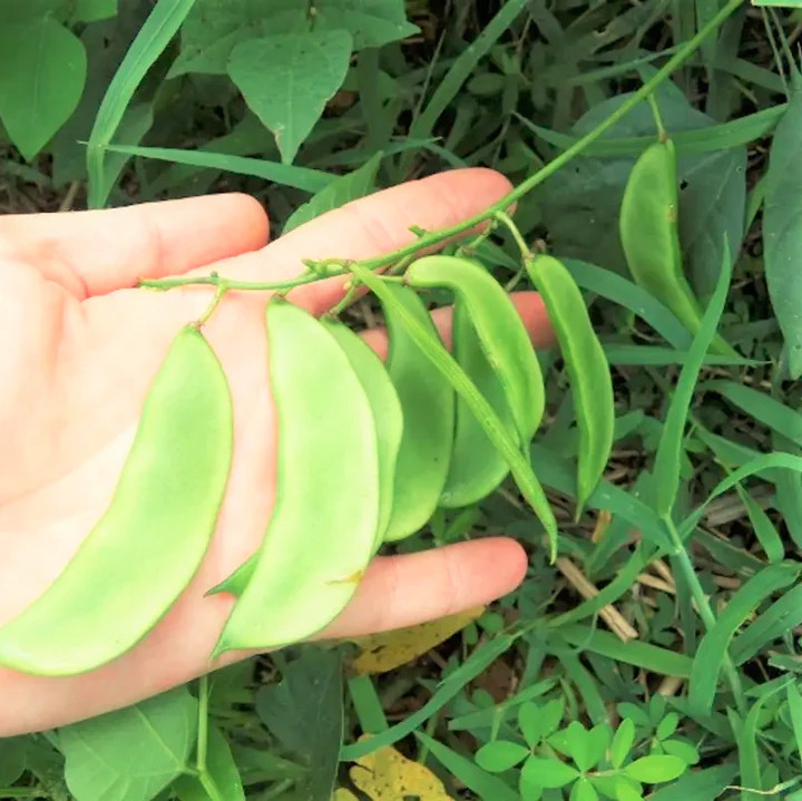 Henderson Lima Bean Seeds | Baby Butter Beans Green Fava Pea Vegetable Seed 2024