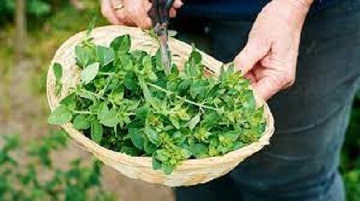 Organic Oregano 1-A
