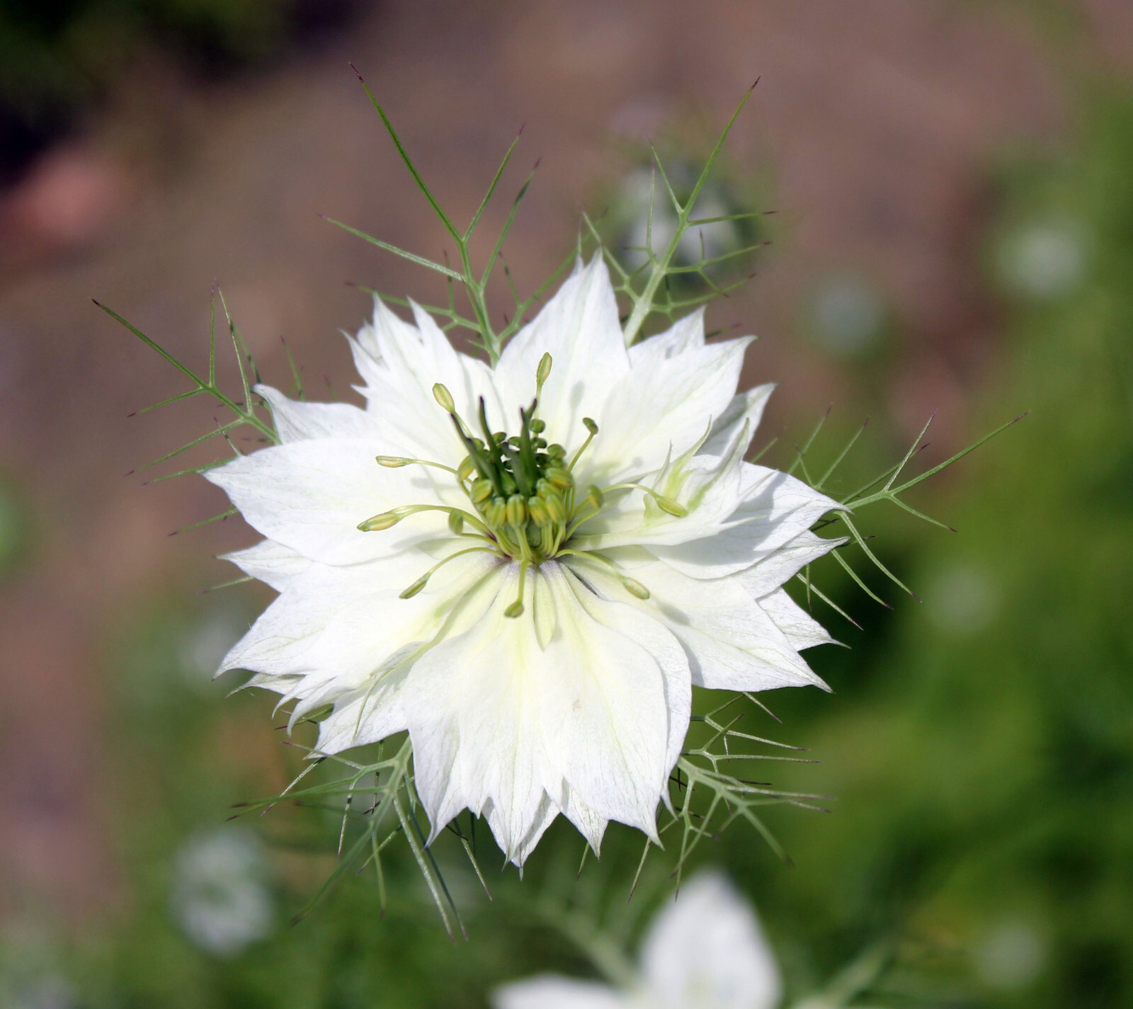 Nigella Damascena – Miss Jeckyll Double Mixed seed