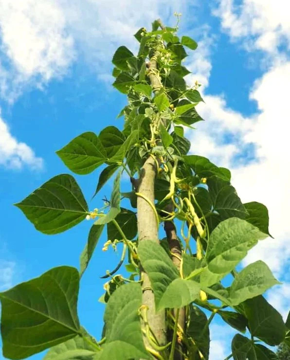 King of The Garden Pole Lima Bean Seeds | Giant Heirloom Limas Beans Seed 2025