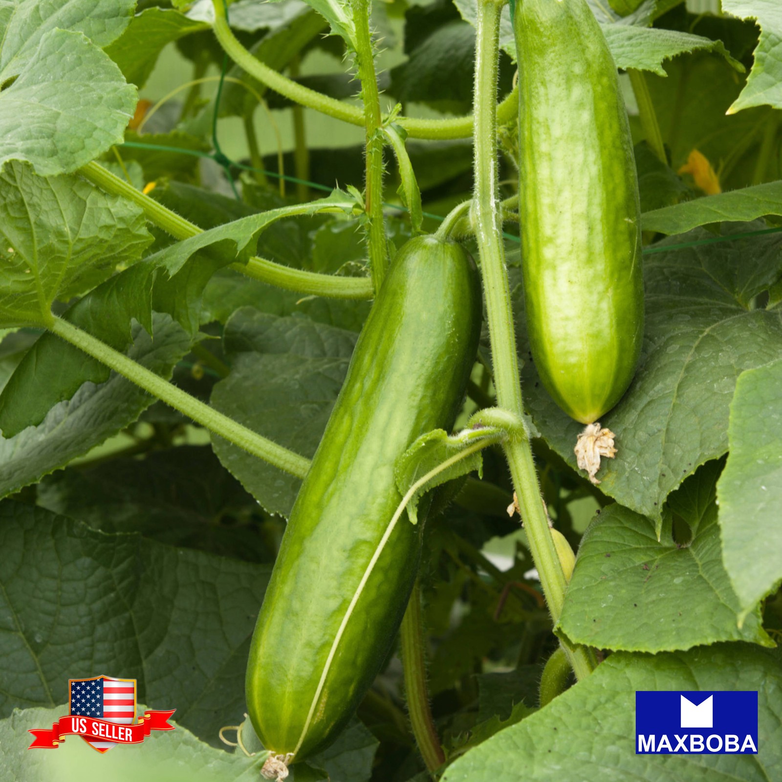 25+ Muncher Cucumber Seeds Non-GMO / Heirloom / Vegetable BTGO 75% OFF