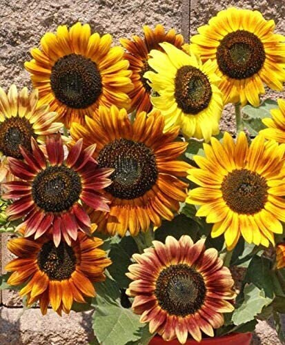 20 Autumn Beauty Sunflower Seeds Plants Garden Planting Colorful Rare Bonsai or