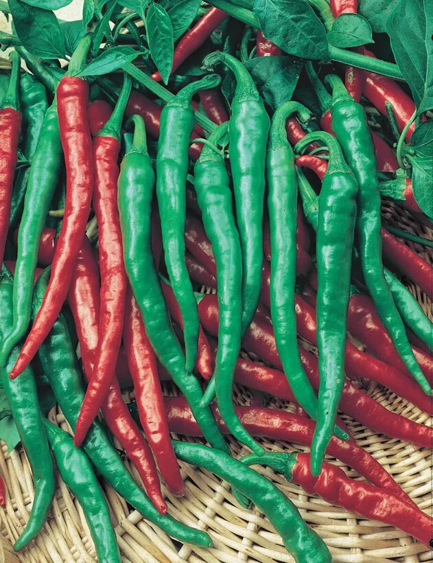 Cayenne Long Thin Red Hot Pepper Seeds – 50 Seeds