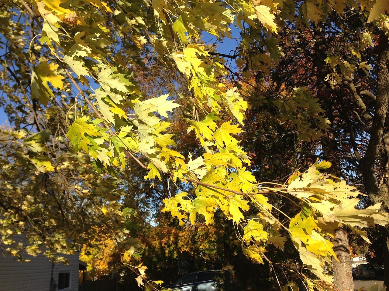 10+ Silverleaf Water Maple Seeds (Acer Saccharinum) | Fastest Growing Tree | USA