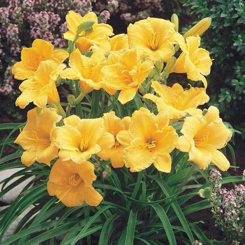 GOLDEN DEEP YELLOW STELLA DE ORO DAYLILY 30 SEEDS-~Constant Re-Blooming Flowers!