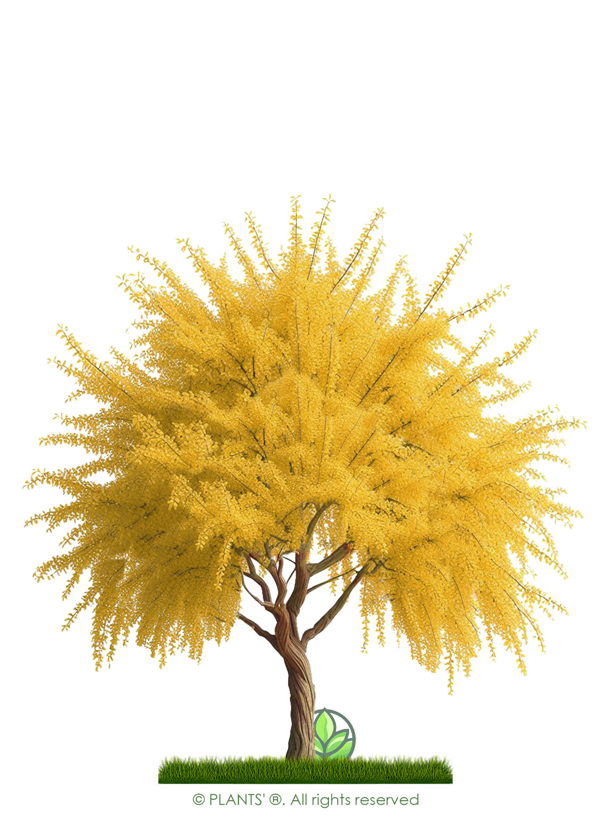 St. Lucie Cherry Tree | Premium Seeds | Prunus mahaleb ‘Fall’ | Plants’®