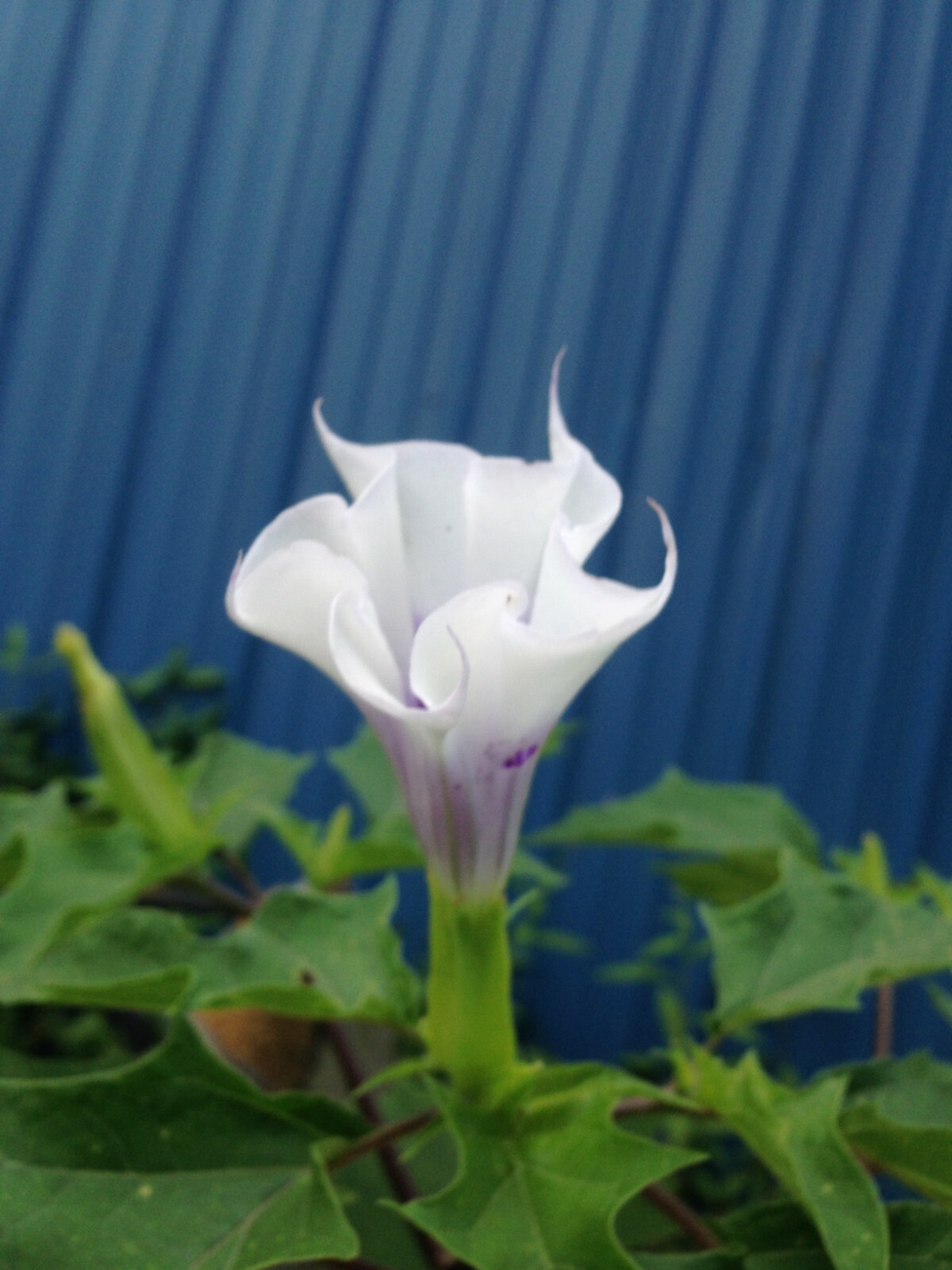 Datura Seeds-Stramonium-Perennial-Devil’s Snare-Thorn Apple-20 Seeds from 2022
