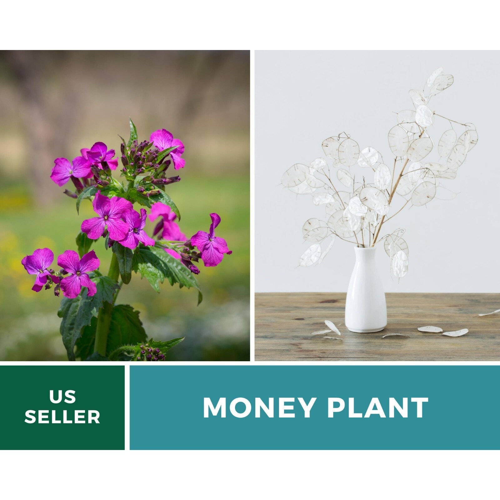 Money Plant (Honesty) – 20 Seeds – Heirloom Flower – Symbol of Prosperity and Ab