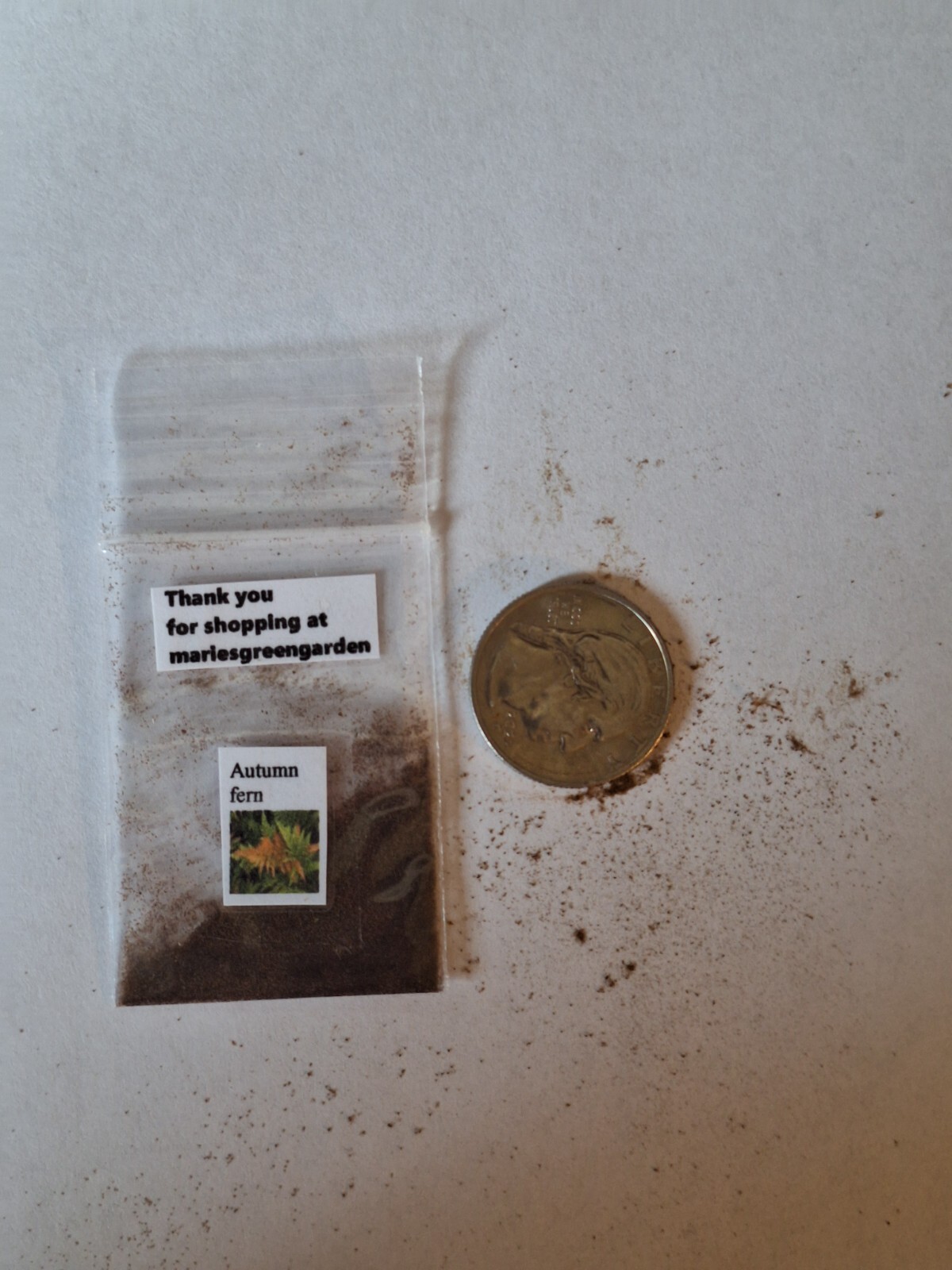 LADY FERN ‘REGAL RED’ 1000 SPORES (SEEDS*) FILIX FEMINA NIPONICUM, COLD HARDY