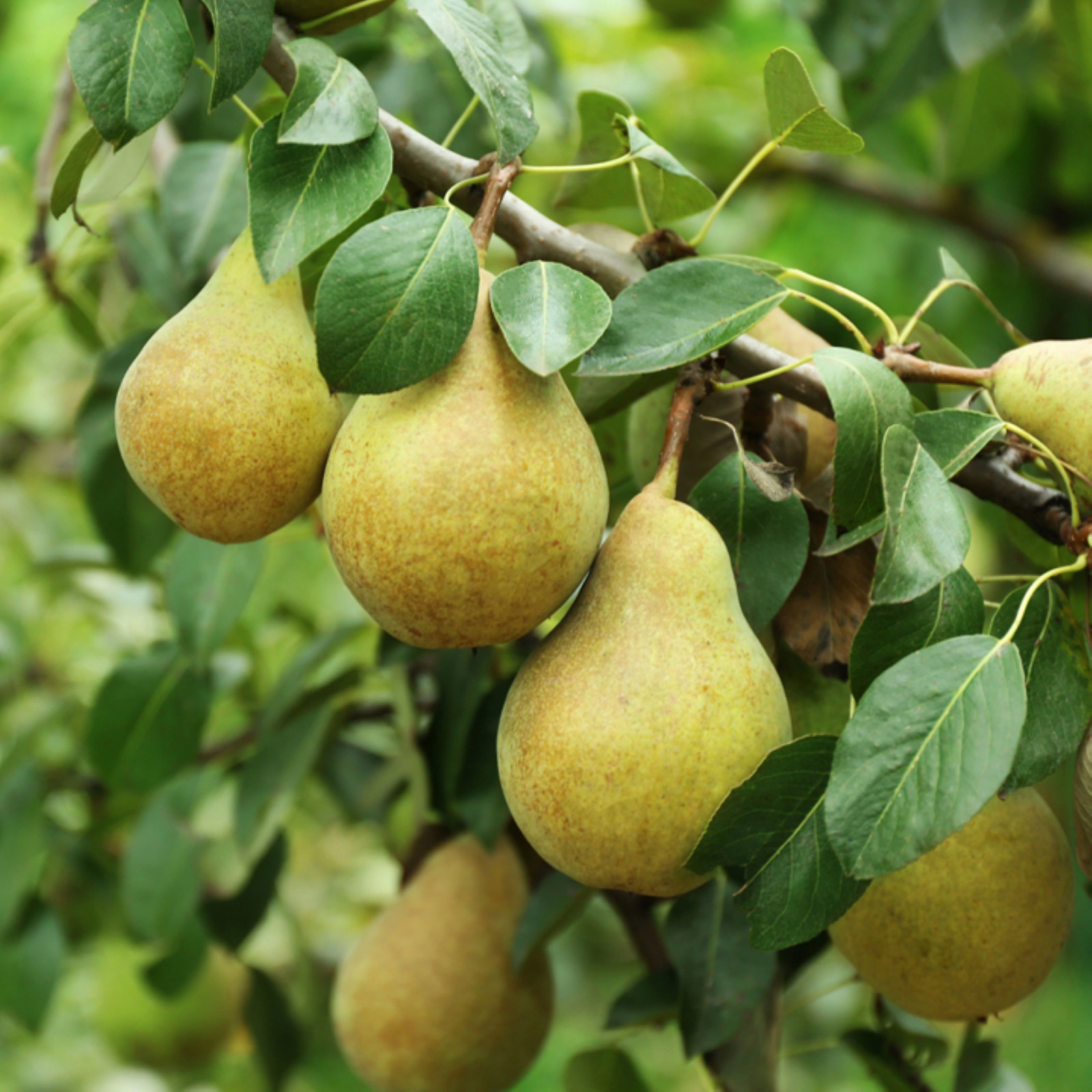 Bartlett Pear Tree Seeds | European Williams Green Pears Seed 2024 Fast Shipping