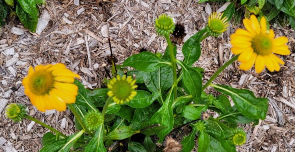 100 SEEDS CHEYENNE SPIRIT CONEFLOWER Echinacea in Orange Red Yellow Purple Pink