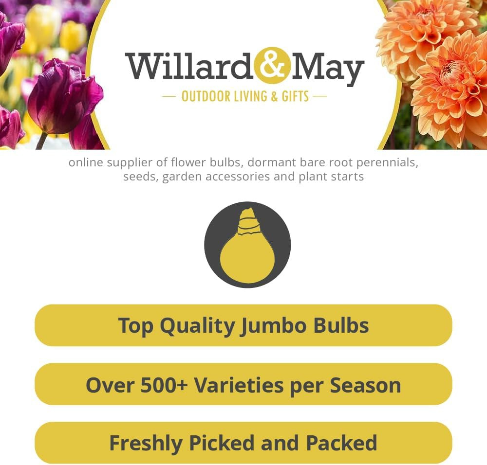 Grower Special Mix Gladiolus Flower Bulbs – 100 Bulbs Assorted Colors – Make Gre