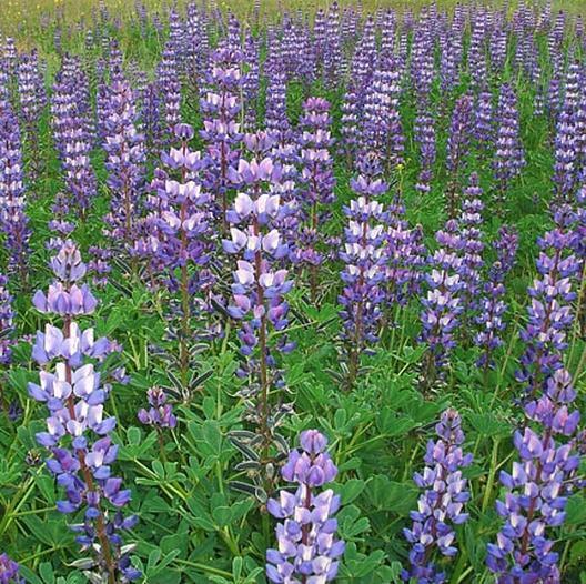 ARROYO LUPINE PURPLE Wildflower Hummingbirds & Pollinators Non-GMO 50 Seeds!
