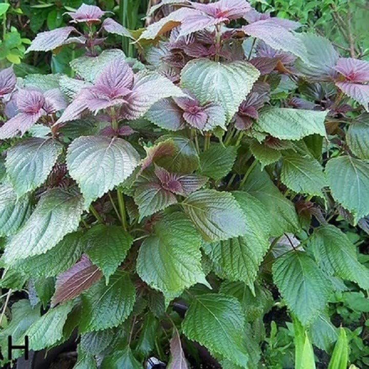 1500 Vietnamese Perilla Seeds for Home Gardens | Shiso Tía Tô & Purple Mint