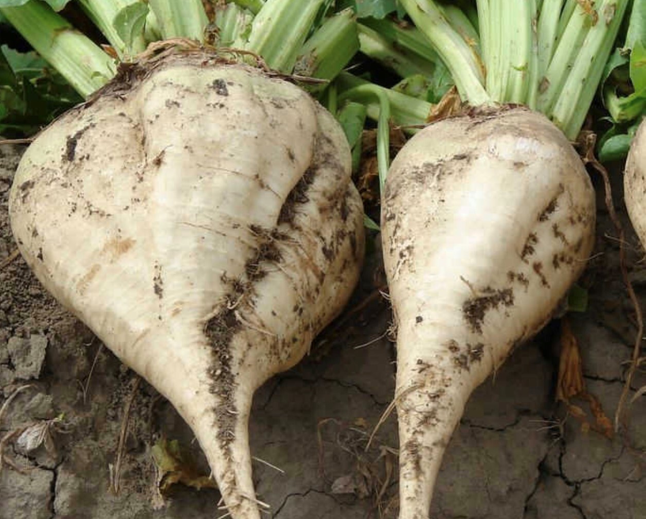 Sugar Beet Seeds | Heirloom | Organic | Rare