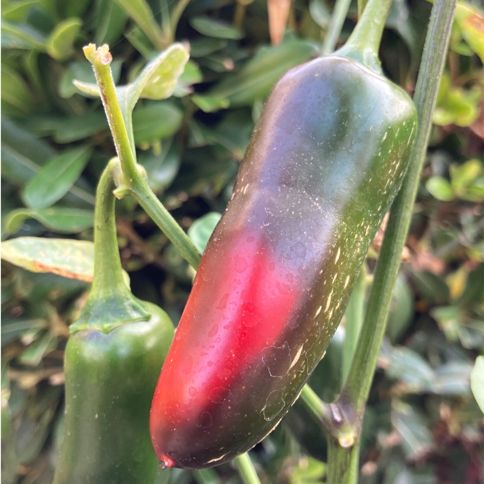 10+ Grande Jalapeno Seeds | Exotic chile seeds | Hot and Giant for Salsa