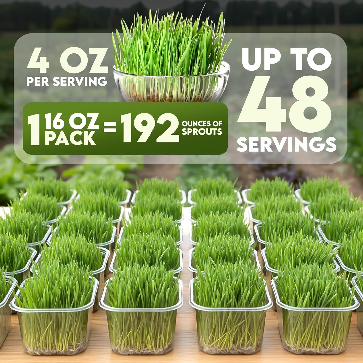 Wheat Grass Seeds – Non-GMO Organic Seeds for Planting, Cat Grass Kit Planter…