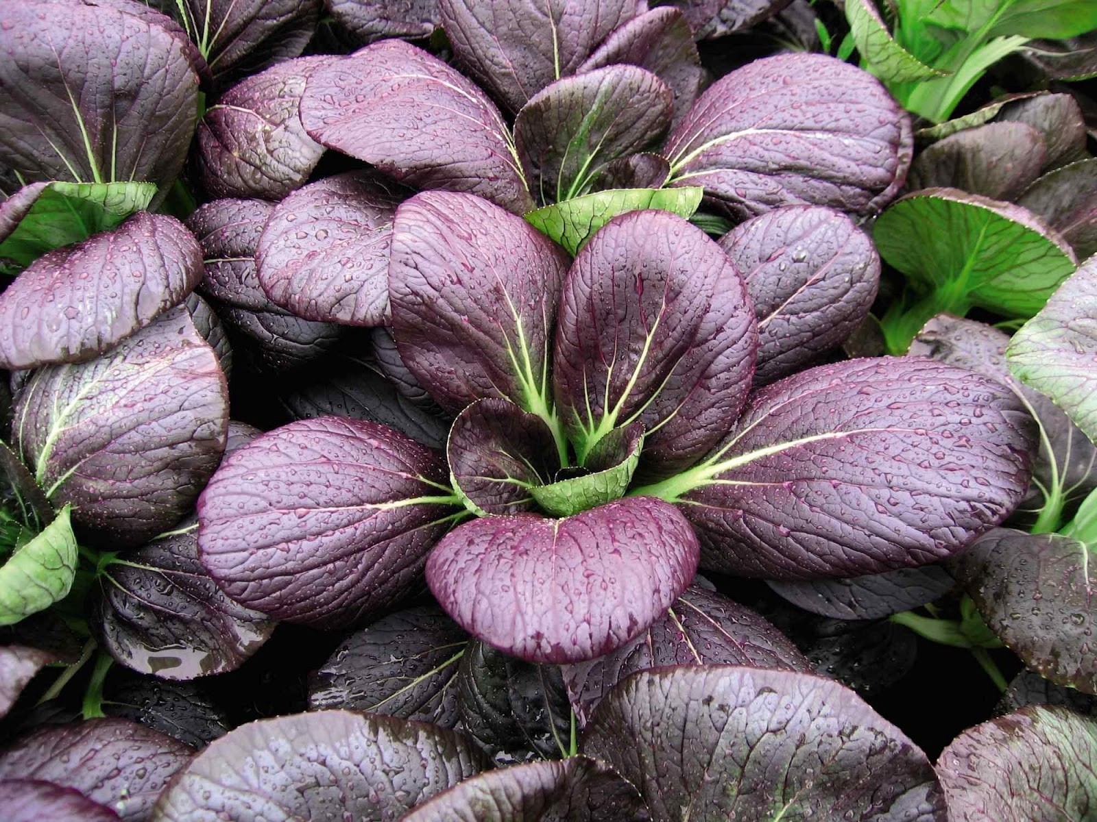 Purple Lady Bok Choy Seeds | USA Pak Choi Pok Chinese Asian Vegetable Seed 2024