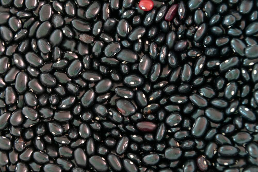 Black Bean Seeds for Planting – 30 Seeds – Easy to Grow, Very Healthy