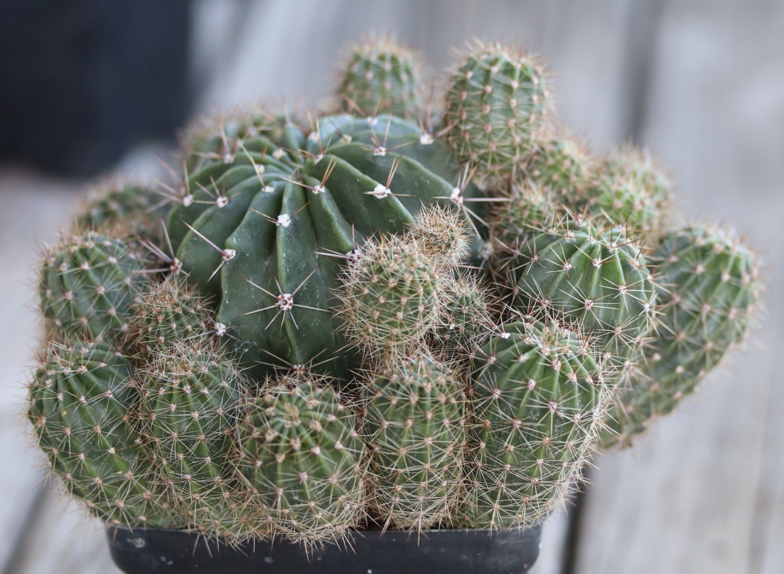 Echinopsis oxygona