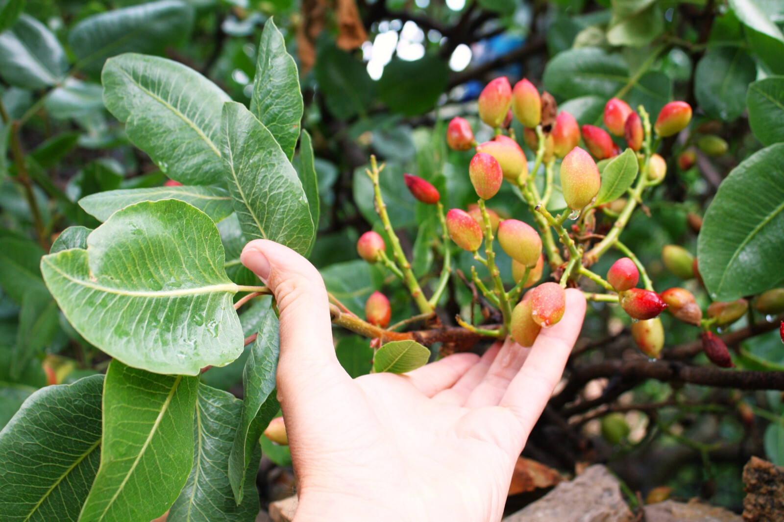 Pistachio Tree Seeds | Pistacia Vera Green Nut Perennial Seed 2025 Fast Shipping