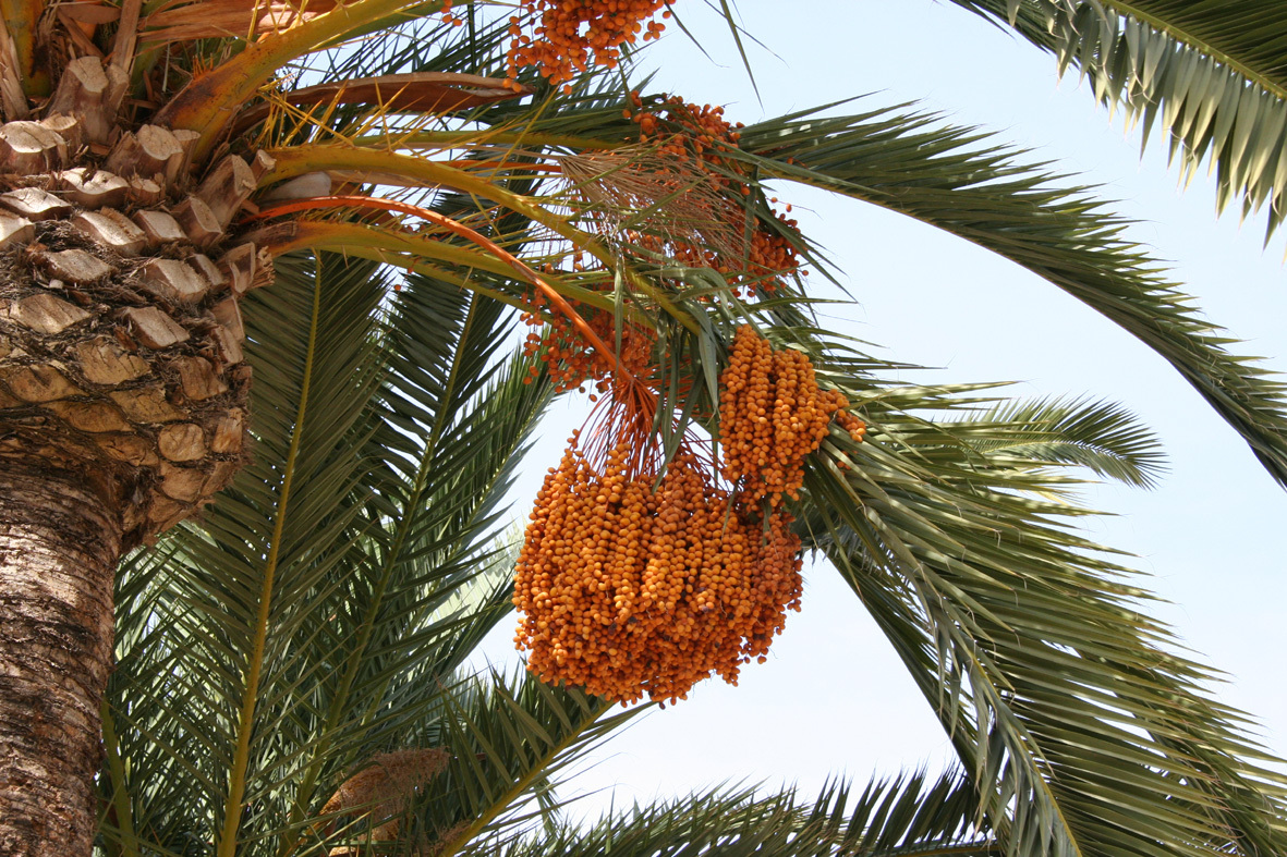 True Date Palm, Phoenix dactylifera, Tree Seeds (Showy, Edible, Evergreen)