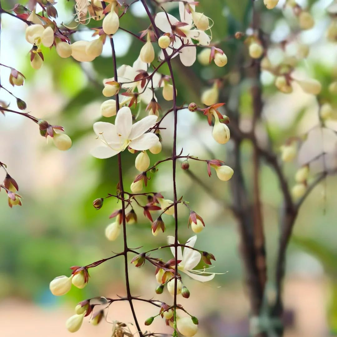 Climbing Jasmine Flower Seeds for Planting, 100 Jasminum Sambac Seeds, Perennial