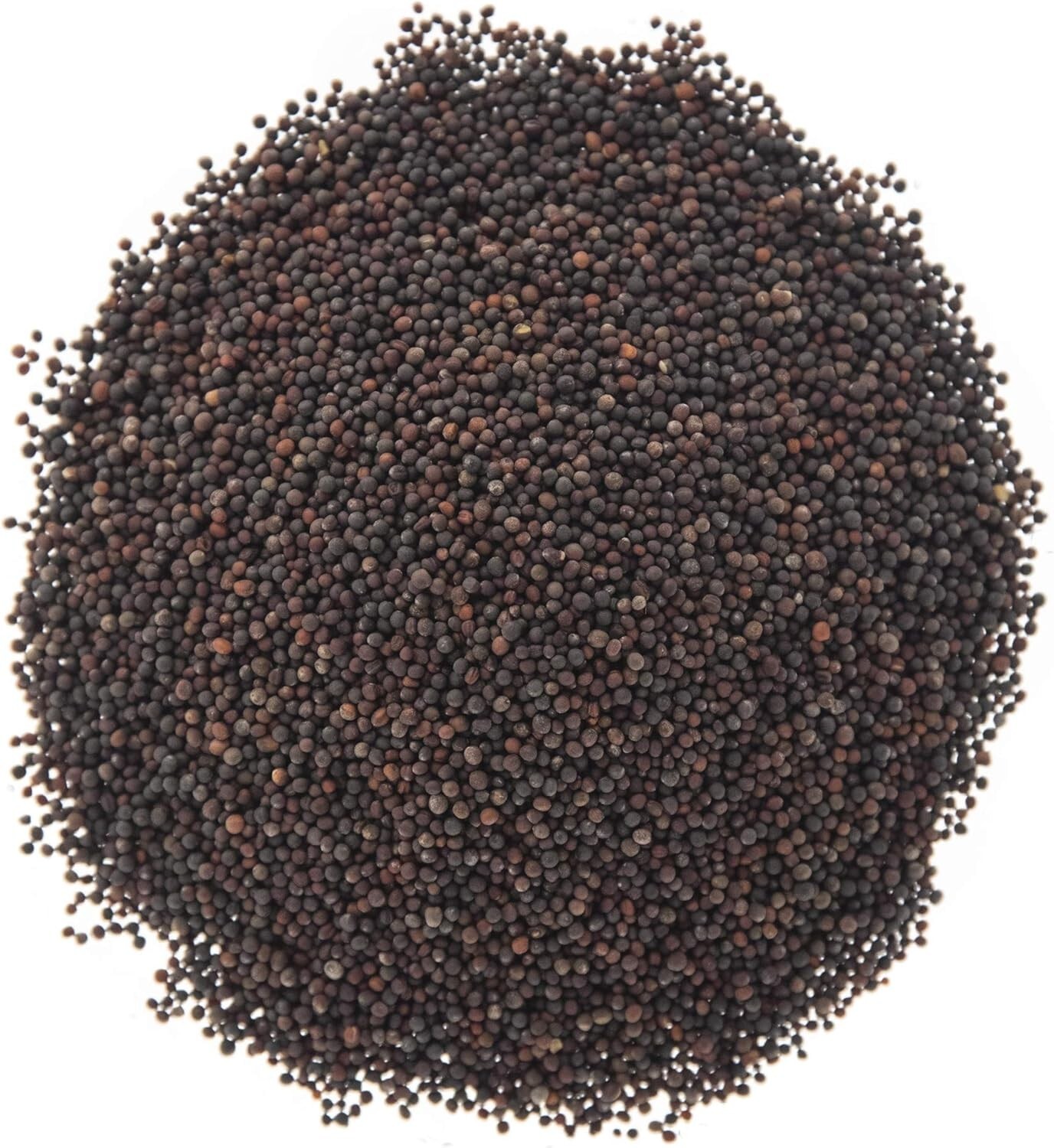Nutritious Broccoli Sprouting Seeds – Heirloom Waltham 29 1LB Resealable Bag