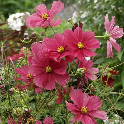 Cosmos DAZZLER 5′ Tall 2-4″ Blooms Pollinators Butterflies Non-GMO 100 Seeds!