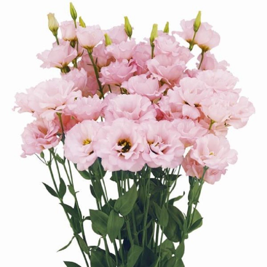 Lisianthus Seeds Megalo Cherry 25 Pelleted Seeds Cut Flower Seeds