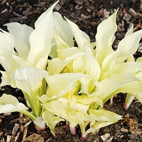 Beautiful White Feather Hosta Flower Bulb – Attracts Butterflies & Hummingbirds