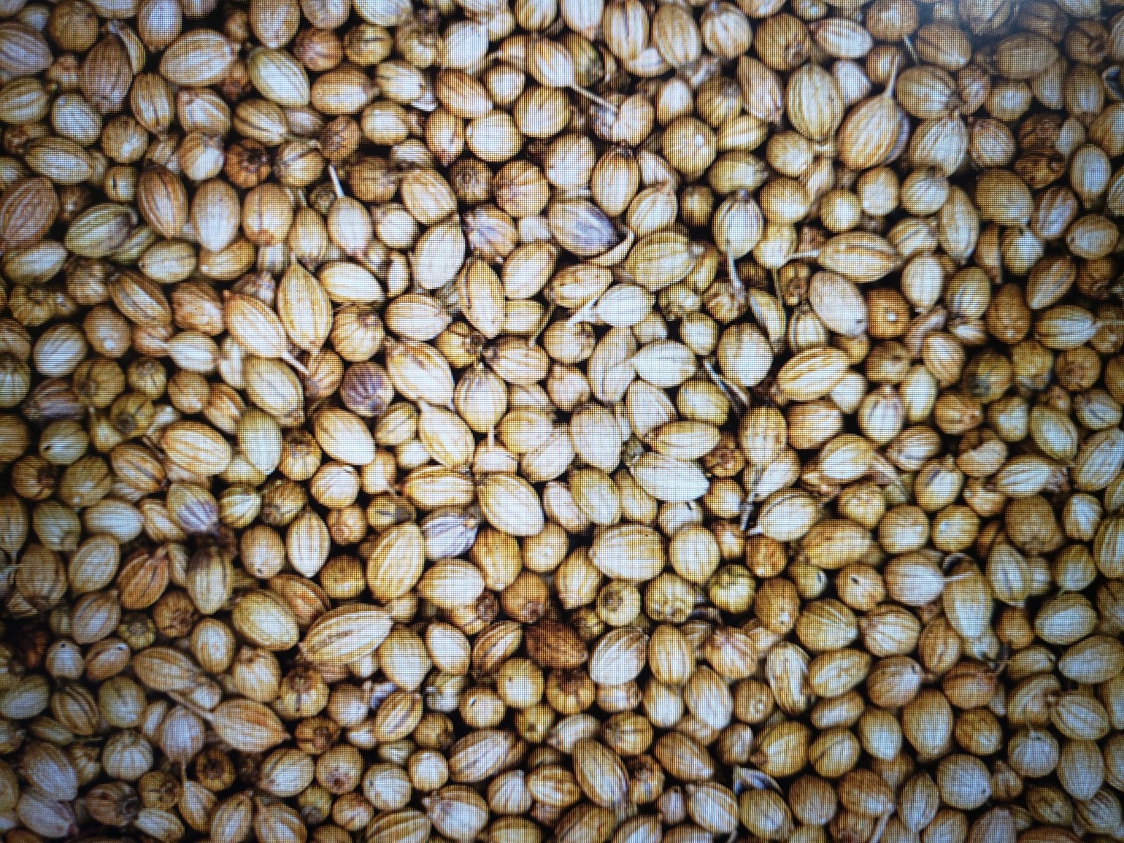 Cilantro Coriander Fast Growing Aromatic Herb 250 seed Free Shipping USA Seller